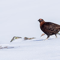 Buy canvas prints of Male red grouse by George Robertson