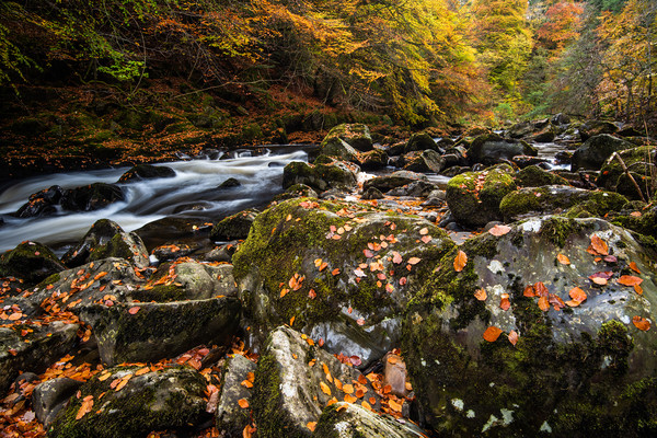 Autumn on the River Braan in Perthshire Picture Board by George Robertson