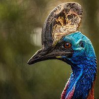 Buy canvas prints of Southern Cassowary by George Robertson