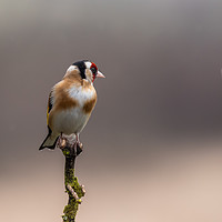 Buy canvas prints of Goldfinch perched on a branch by George Robertson