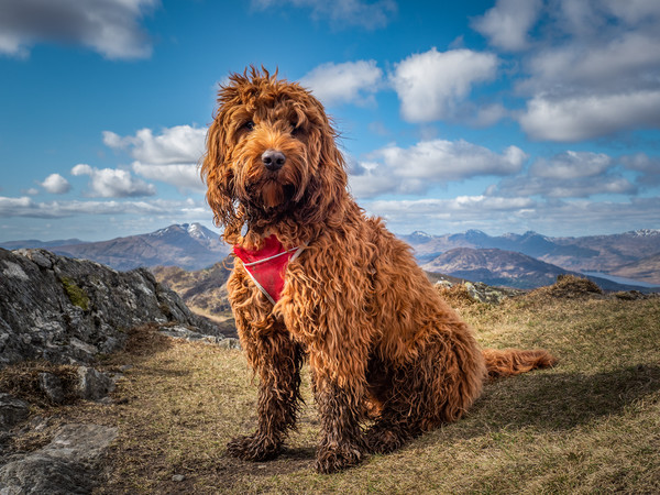 Cockapoo on a mountain Picture Board by George Robertson