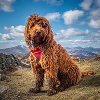Buy canvas prints of Cockapoo on a mountain by George Robertson