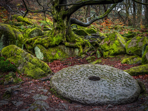 Old Millstone on the forest floor Picture Board by George Robertson