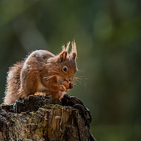 Buy canvas prints of Red Squirrel eating nut by George Robertson