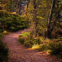 Buy canvas prints of Pathway in the woods of Glen Affric by George Robertson