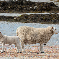 Buy canvas prints of Sheep on the Beach by George Robertson