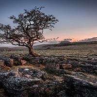 Buy canvas prints of Weathered hawthorn tree at Sunrise by George Robertson
