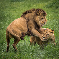 Buy canvas prints of Two lions playing by George Robertson