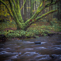 Buy canvas prints of Misty morning in the woods by George Robertson