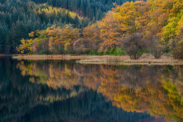 Colorful autumn trees and reflections.  Picture Board by George Robertson
