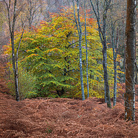 Buy canvas prints of Colours in the woods of Perthshire by George Robertson