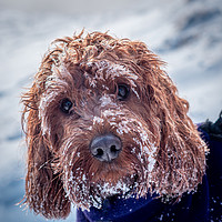 Buy canvas prints of Portrait of a Cockapoo covered in snow by George Robertson