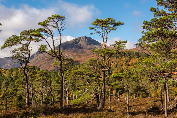 Sgurr na Lapaich in Glen Affric Picture Board by George Robertson
