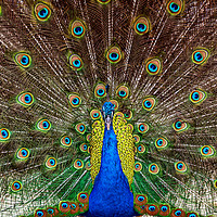 Buy canvas prints of Indian Peacock, Pavo cristatus, displaying its col by George Robertson