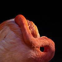 Buy canvas prints of Pink Flamingo by George Robertson