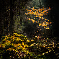 Buy canvas prints of Beech tree in the light  by George Robertson
