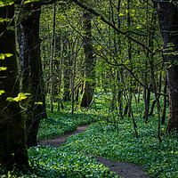 Buy canvas prints of Winding path through a woodland by George Robertson