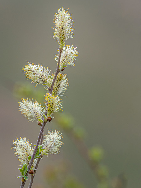 Pussy willow catkins with yellow pollen Picture Board by George Robertson