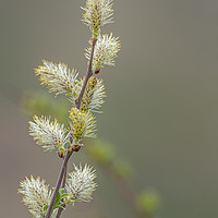Buy canvas prints of Pussy willow catkins with yellow pollen by George Robertson