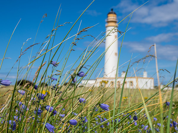 Looking through the wild flowers to Barns Ness Lig Picture Board by George Robertson