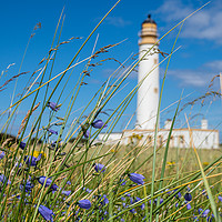 Buy canvas prints of Looking through the wild flowers to Barns Ness Lig by George Robertson