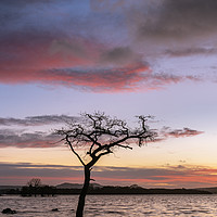 Buy canvas prints of Milarrochy Bay sunset on Loch Lomond by George Robertson