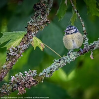 Buy canvas prints of A Eurasian blue tit (Cyanistes caeruleus)sitting on branch by George Robertson