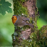 Buy canvas prints of Robin perched on a branch by George Robertson