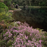 Buy canvas prints of Purple heather and reflections of an Old Boathouse on Loch Chon, Scotland by George Robertson