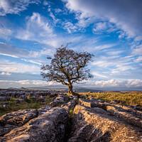 Buy canvas prints of Last light at the lone tree at Winskill Stones by George Robertson