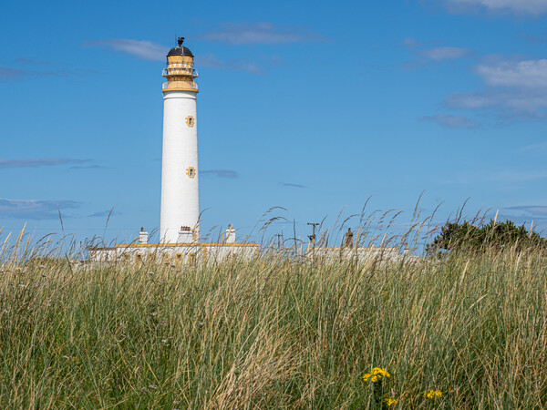 Looking across the dunes to Barns Ness Lighthouse Picture Board by George Robertson