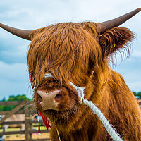 Buy canvas prints of Highland cow by George Robertson