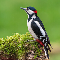 Buy canvas prints of Male Great Spotted Woodpecker (Dendrocopos major) by George Robertson