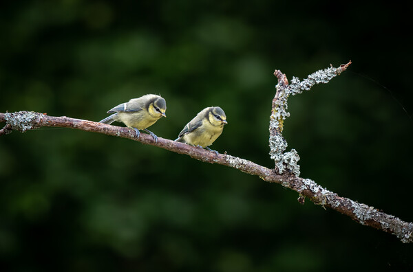Two Eurasian blue tit (Cyanistes caeruleus)sitting on branch Picture Board by George Robertson