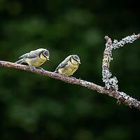 Buy canvas prints of Two Eurasian blue tit (Cyanistes caeruleus)sitting on branch by George Robertson