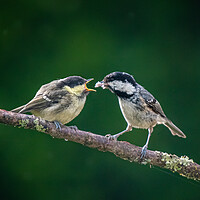 Buy canvas prints of Great Tits feeding on a branch by George Robertson