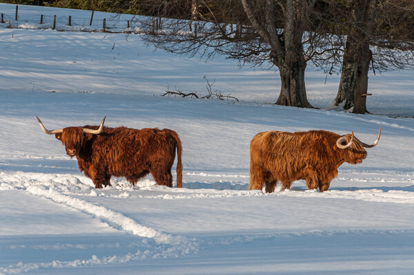 Two Highland cows in a snowy field Picture Board by George Robertson