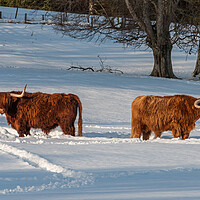 Buy canvas prints of Two Highland cows in a snowy field by George Robertson