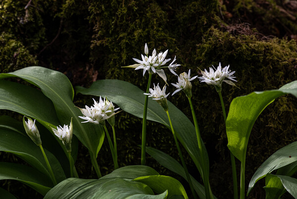 Wild Garlic Flowers In The Forest Picture Board by George Robertson