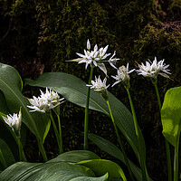 Buy canvas prints of Wild Garlic Flowers In The Forest by George Robertson
