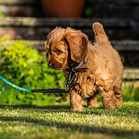 Buy canvas prints of Red Cockapoo puppy by George Robertson