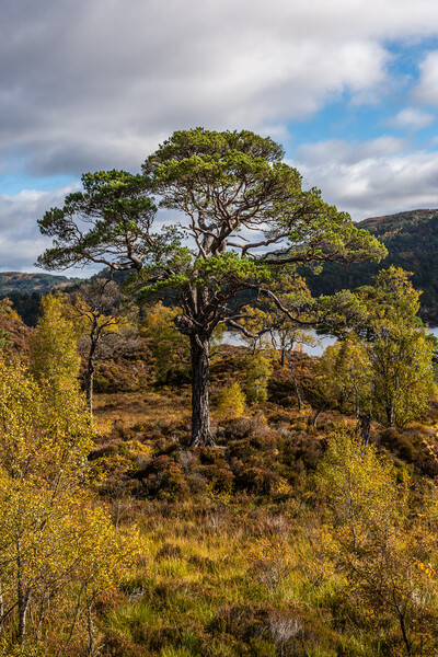 Old Scots Pine in Glen Affric Picture Board by George Robertson