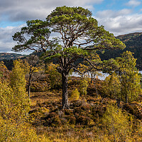 Buy canvas prints of Old Scots Pine in Glen Affric by George Robertson