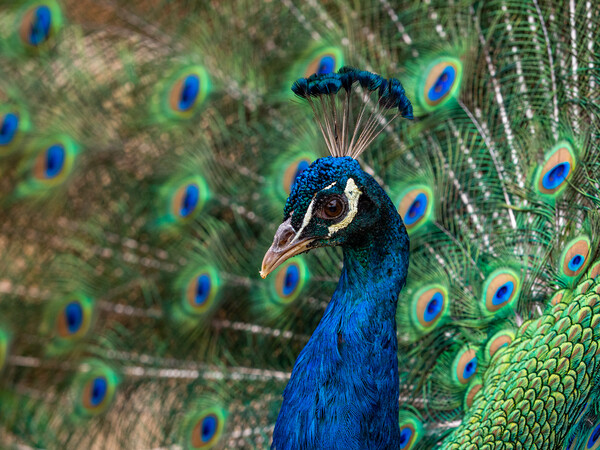Indian Peacock, Pavo cristatus, displaying its colorful feathers Picture Board by George Robertson
