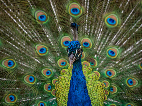 Indian Peacock, Pavo cristatus, displaying its colorful feathers Picture Board by George Robertson