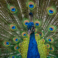 Buy canvas prints of Indian Peacock, Pavo cristatus, displaying its colorful feathers by George Robertson