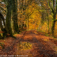 Buy canvas prints of Autumn Colours on a country lane by George Robertson