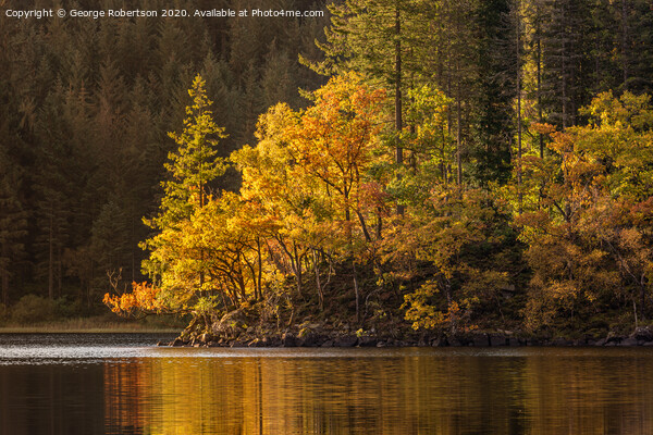 Autumn gold at Loch Ard Picture Board by George Robertson