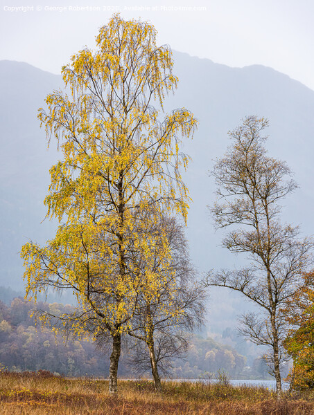 A lone tree in autumn colours Picture Board by George Robertson