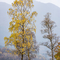 Buy canvas prints of A lone tree in autumn colours by George Robertson